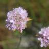 Fotografia 9 da espécie Armeria beirana do Jardim Botânico UTAD