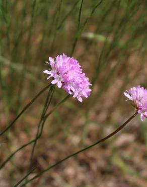 Fotografia 10 da espécie Armeria beirana no Jardim Botânico UTAD