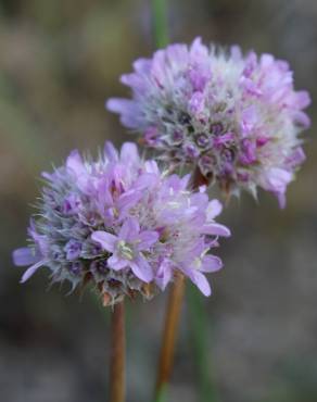 Fotografia 11 da espécie Armeria beirana no Jardim Botânico UTAD