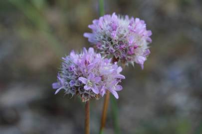 Fotografia da espécie Armeria beirana