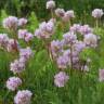 Fotografia 13 da espécie Armeria beirana do Jardim Botânico UTAD