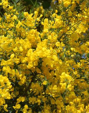 Fotografia 8 da espécie Cytisus striatus no Jardim Botânico UTAD