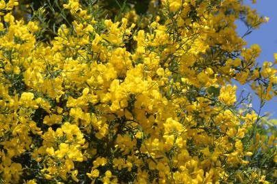 Fotografia da espécie Cytisus striatus