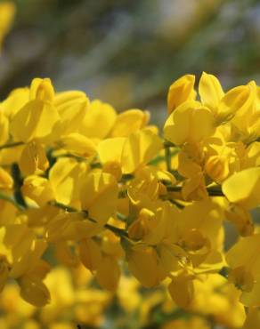 Fotografia 9 da espécie Cytisus striatus no Jardim Botânico UTAD