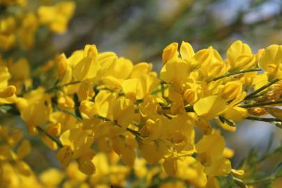 Fotografia da espécie Cytisus striatus