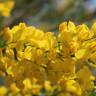 Fotografia 9 da espécie Cytisus striatus do Jardim Botânico UTAD