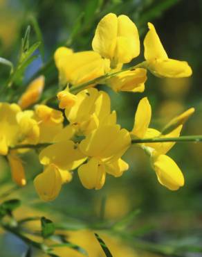 Fotografia 10 da espécie Cytisus striatus no Jardim Botânico UTAD