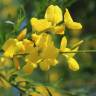 Fotografia 10 da espécie Cytisus striatus do Jardim Botânico UTAD