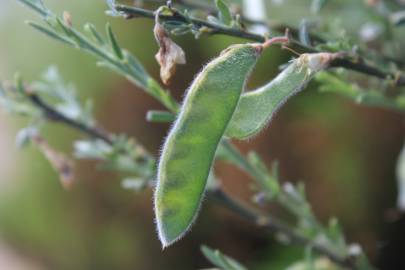 Fotografia da espécie Cytisus multiflorus