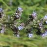 Fotografia 13 da espécie Echium lusitanicum subesp. lusitanicum do Jardim Botânico UTAD