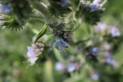 Fotografia da espécie Echium lusitanicum subesp. lusitanicum