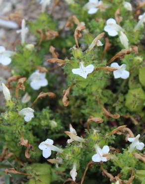 Fotografia 13 da espécie Rhinanthus minor no Jardim Botânico UTAD