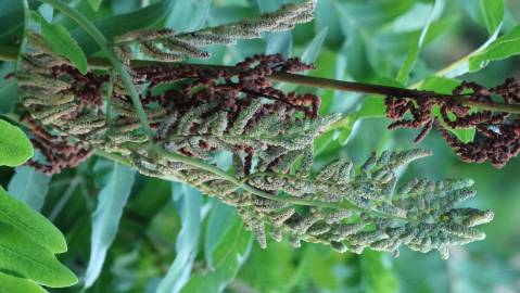 Fotografia da espécie Osmunda regalis