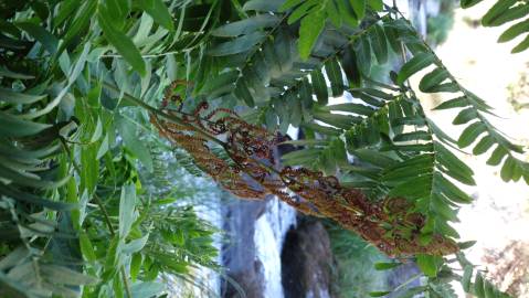 Fotografia da espécie Osmunda regalis