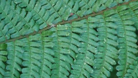 Fotografia da espécie Polystichum setiferum