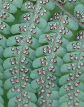 Fotografia 14 da espécie Polystichum setiferum no Jardim Botânico UTAD