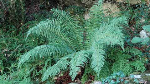 Fotografia da espécie Polystichum setiferum