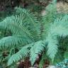 Fotografia 15 da espécie Polystichum setiferum do Jardim Botânico UTAD