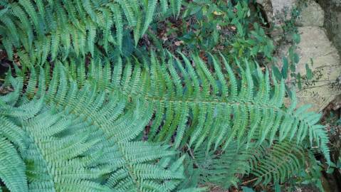 Fotografia da espécie Polystichum setiferum