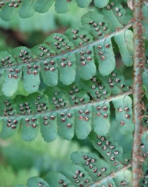 Fotografia 17 da espécie Polystichum setiferum no Jardim Botânico UTAD