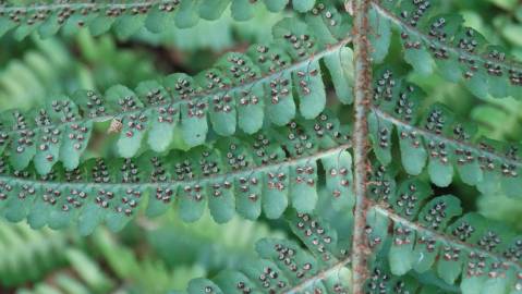 Fotografia da espécie Polystichum setiferum