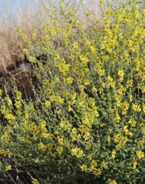 Fotografia 18 da espécie Verbascum virgatum no Jardim Botânico UTAD