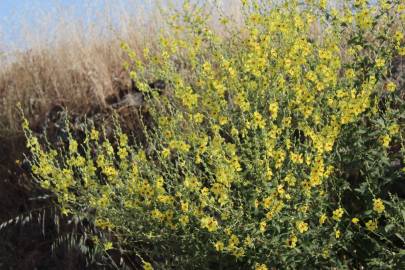 Fotografia da espécie Verbascum virgatum