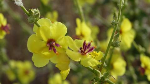 Fotografia da espécie Verbascum virgatum