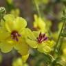 Fotografia 19 da espécie Verbascum virgatum do Jardim Botânico UTAD