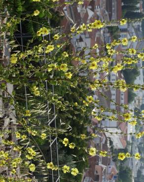 Fotografia 20 da espécie Verbascum virgatum no Jardim Botânico UTAD