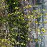 Fotografia 20 da espécie Verbascum virgatum do Jardim Botânico UTAD