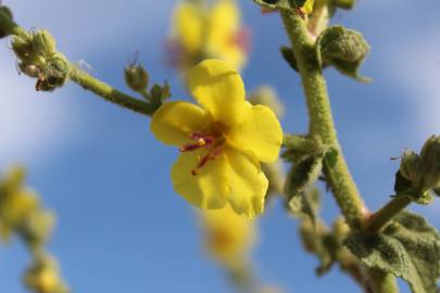 Fotografia da espécie Verbascum virgatum