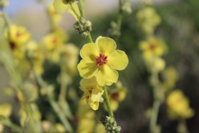 Fotografia da espécie Verbascum virgatum