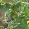 Fotografia 23 da espécie Verbascum virgatum do Jardim Botânico UTAD