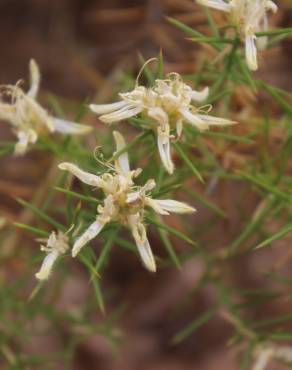 Fotografia 9 da espécie Genista hirsuta subesp. hirsuta no Jardim Botânico UTAD