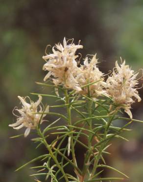 Fotografia 10 da espécie Genista hirsuta subesp. hirsuta no Jardim Botânico UTAD