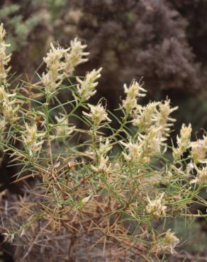 Fotografia 11 da espécie Genista hirsuta subesp. hirsuta no Jardim Botânico UTAD