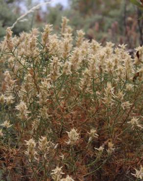 Fotografia 12 da espécie Genista hirsuta subesp. hirsuta no Jardim Botânico UTAD