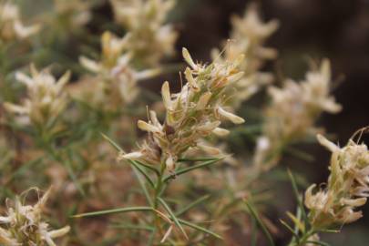 Fotografia da espécie Genista hirsuta subesp. hirsuta