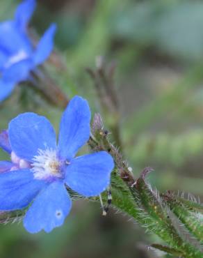 Fotografia 18 da espécie Anchusa azurea no Jardim Botânico UTAD