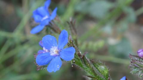 Fotografia da espécie Anchusa azurea