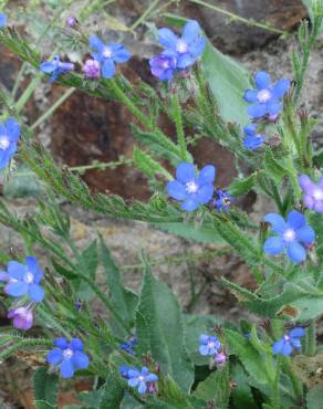 Fotografia 17 da espécie Anchusa azurea no Jardim Botânico UTAD