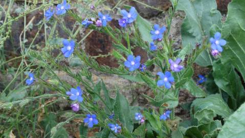 Fotografia da espécie Anchusa azurea