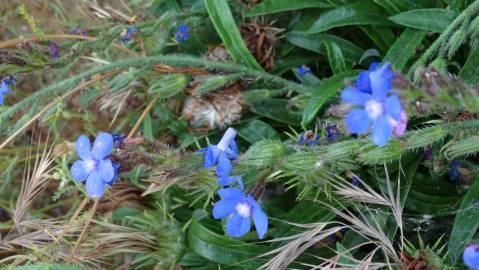 Fotografia da espécie Anchusa azurea