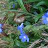 Fotografia 16 da espécie Anchusa azurea do Jardim Botânico UTAD