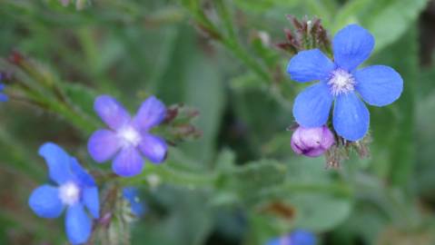 Fotografia da espécie Anchusa azurea