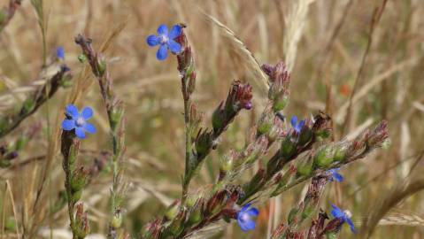 Fotografia da espécie Anchusa azurea