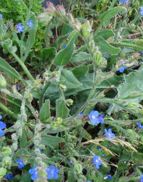 Fotografia 13 da espécie Anchusa azurea no Jardim Botânico UTAD