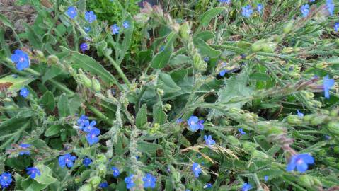 Fotografia da espécie Anchusa azurea