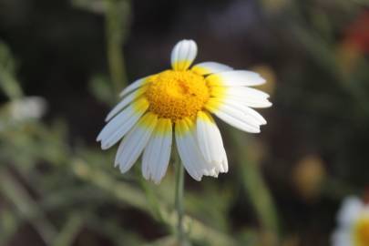 Fotografia da espécie Glebionis coronaria